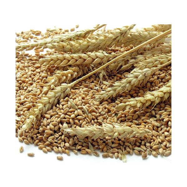 Wheat Price in Pakistan